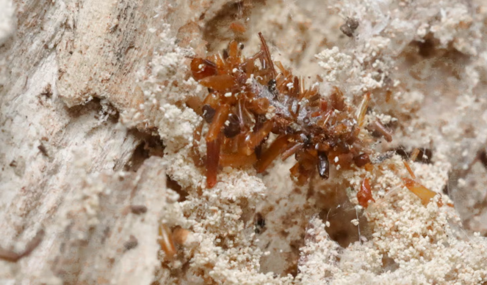 Knochensammler-Raupe mit Schutzschild aus Insektenteilen