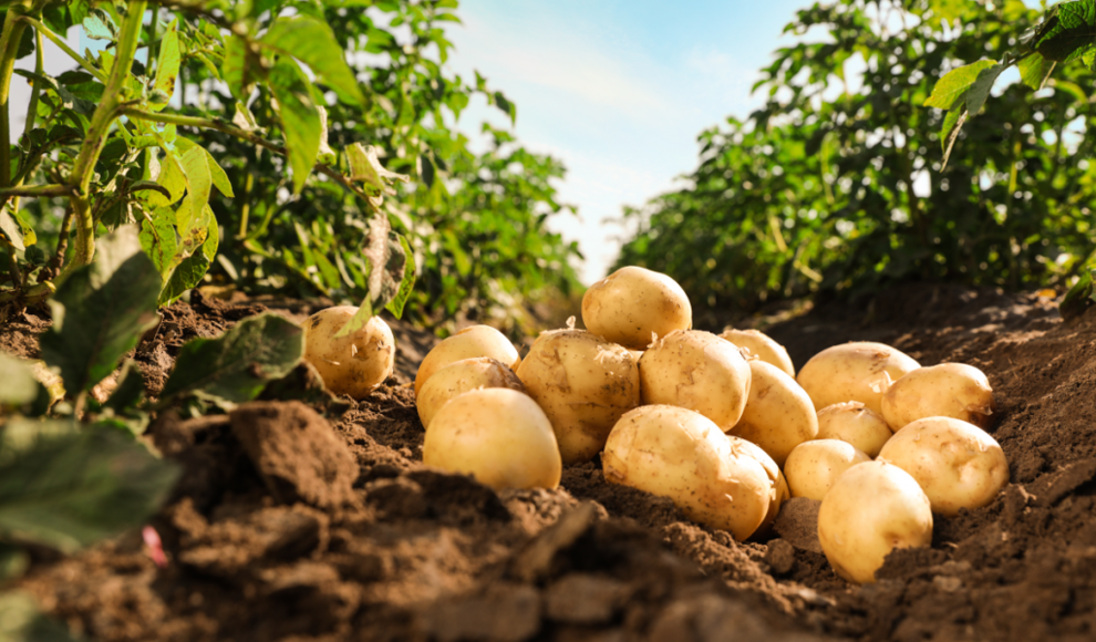 Kartoffeln stammen von Solanum etuberosum und Tomaten ab