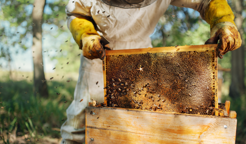 Bienenvolk isst künstliches Futter aus einem Hefepilz