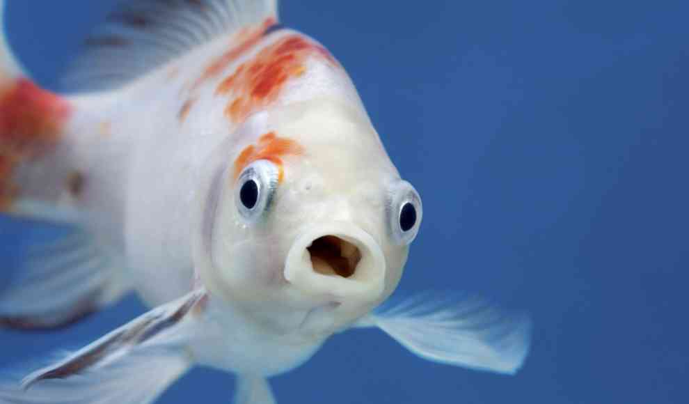 Fische empfinden Gefühle