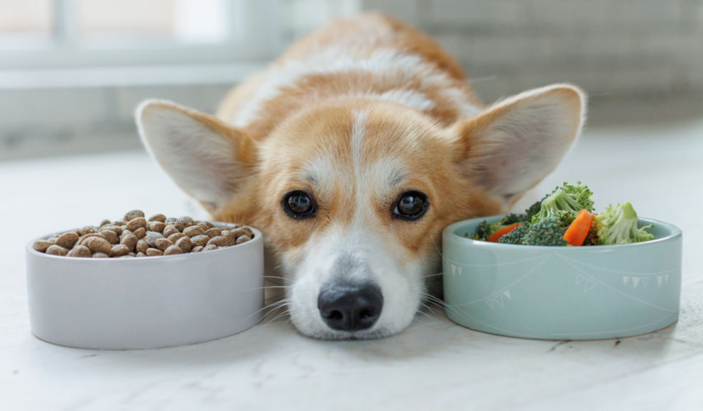 Vegane Ernährung kann Hunde gesund ernähren