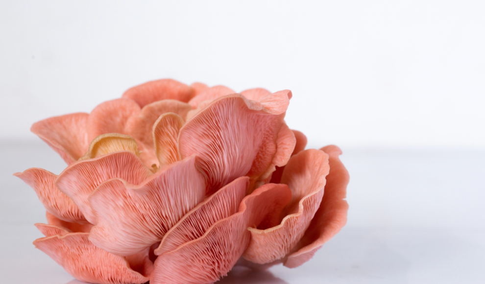 Rosa Austernpilz produziert wertvolle Proteine