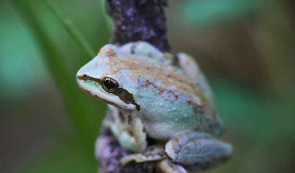 Sierran chorus frog (Pseudacris sierra)