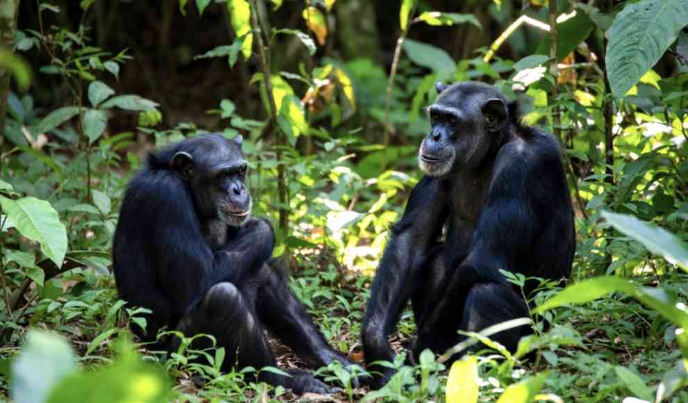 Warum Affen seltener Krebs bekommen als Menschen