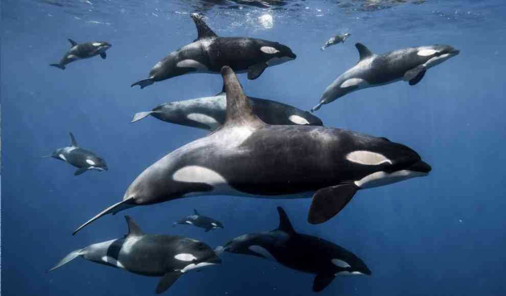 Wie Orcas miteinander kommunizieren