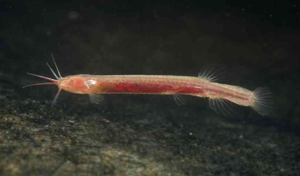 Neue Fischart lebt blind und ohne Schädeldach