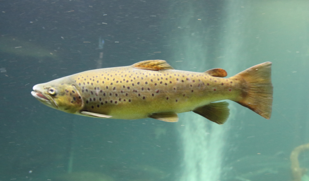 Kokain und Benzoylecgonin machen Lachse aktiver