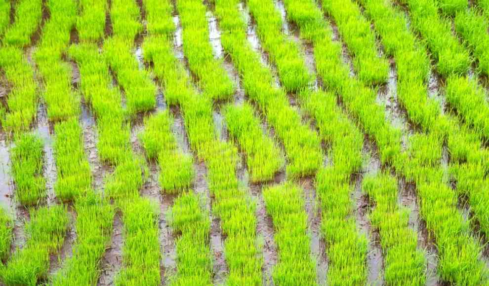 Reis keimt durch Regentropfen schneller