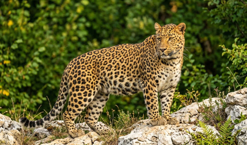Vor 125.000 Jahren lebte in Thüringen ein ungewöhnlich massiger Leopard