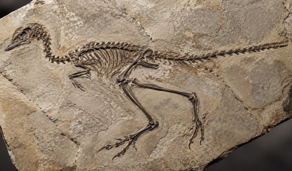 150 Millionen Jahre alter Urvogel hatte auffallend kurze Flügel