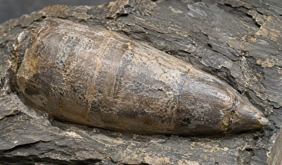160 Millionen Jahre altes Fossil ist ungewöhnlich gedrungen