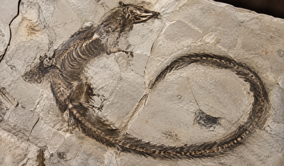 165 Millionen Jahre alter Wasserjäger überrascht mit seinem Rachen