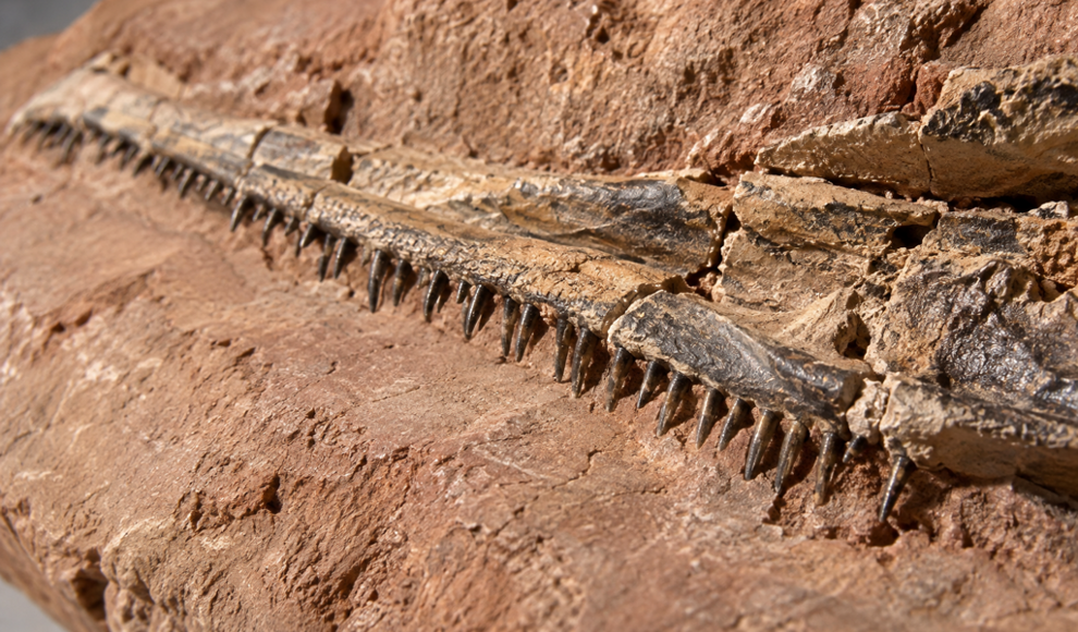 170 Millionen Jahre altes Krokodil hatte Zähne wie Nadeln