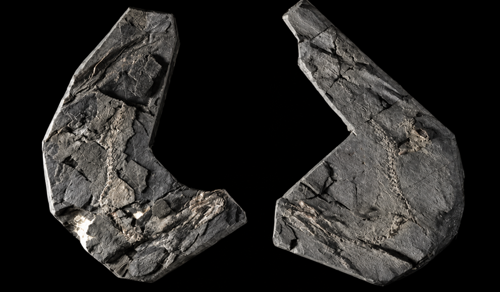 345 Millionen Jahre altes Fossil zeigt verborgene Kiemen