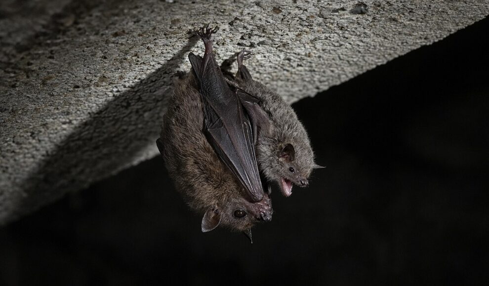 Beim Schrei des eigenen Babys rast Fledermausmüttern das Herz