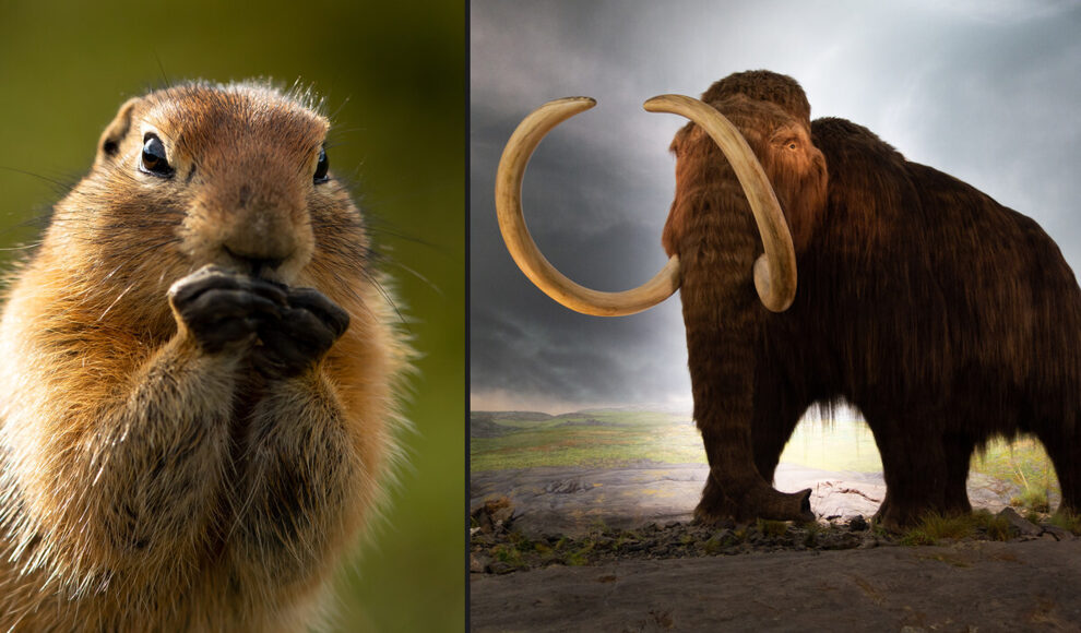 Erdhörnchen-Kot aus Kanada bewahrt Mammut-DNA aus der Eiszeit