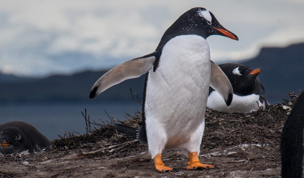 Erste neue Pinguinart seit über 100 Jahren lebt auf den Kerguelen