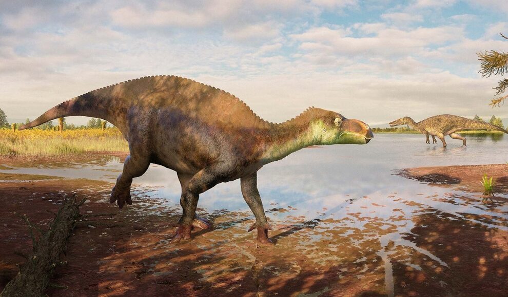 Fossil aus Surrey entpuppt sich nach 25 Jahren als neue Dinosaurierart