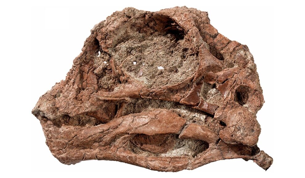 Höllenhuhn kaut vor 66 Millionen Jahren wohl Früchte wie ein Papagei