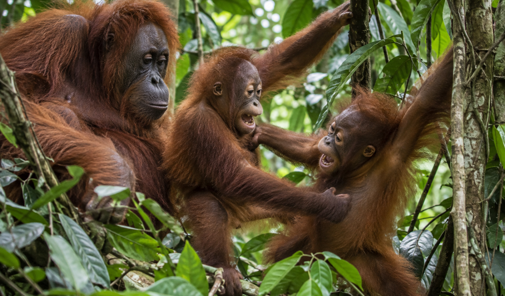 Orangutan-Mütter nehmen für Spieltreffen ihrer Jungen Umwege in Kauf