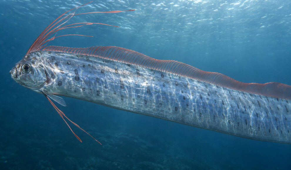 Riemenfische treiben bis zu acht Meter Körper mit einer Flosse an