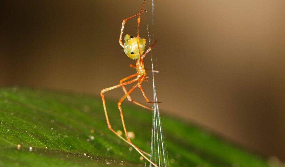 Spinne schießt Ameisen mit bis zu 140-facher Schwerkraft ins Netz