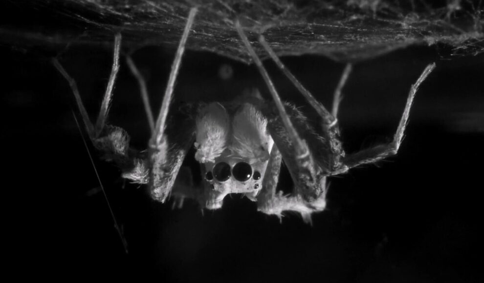 Springspinne zuckt im Schlaf mit den Augen wie ein Mensch