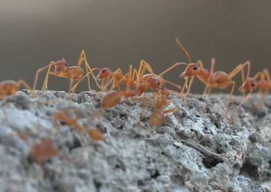 2,5 Millionen Ameisen pro Mensch auf der Erde