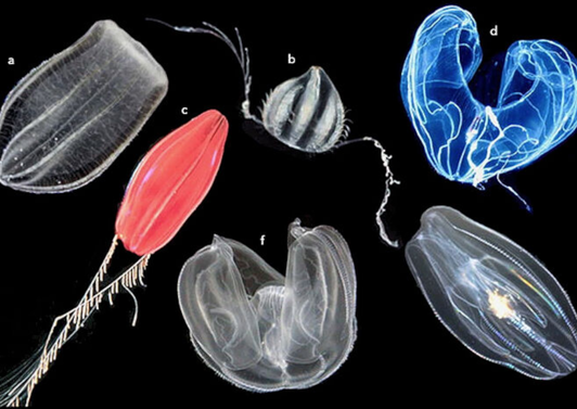 Chromosomenanalysen offenbaren früheste Tiere