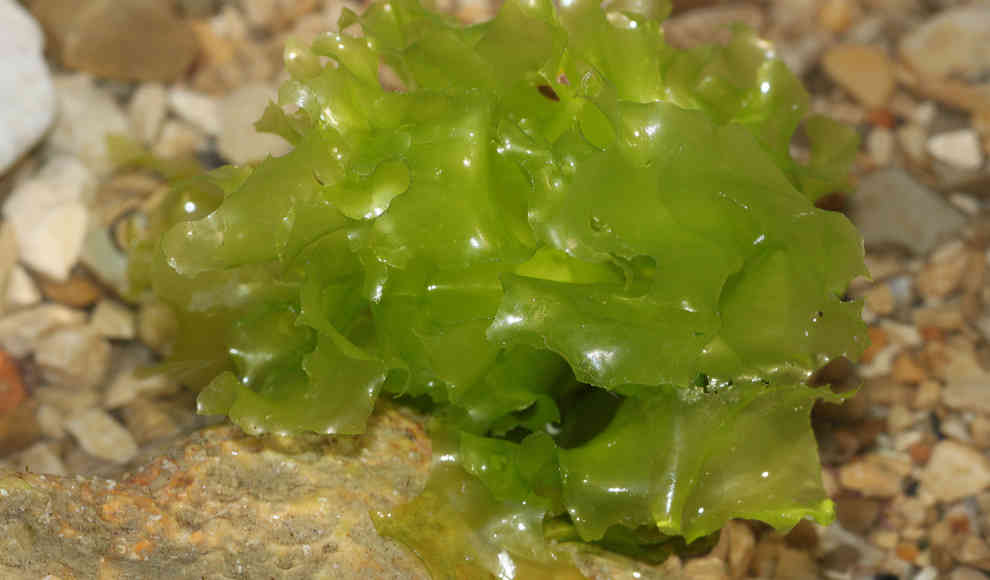 ulva-alge