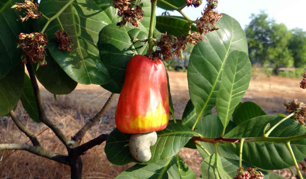 UV-Filter aus Cashewnuss-Schalenöl 