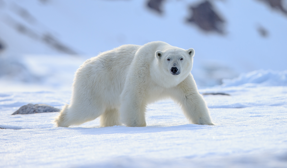 Eisbär als Inspiration für neuen Stoff