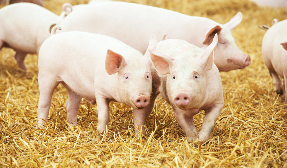 Schweinezucht in Japan (Symbolbild)