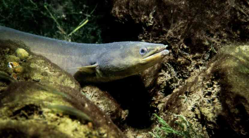 Alle-Europ-ische-Aale-schwimmen-zum-Laichen-in-das-Bermudadreieck
