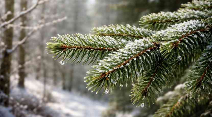 Warum-haben-manche-B-ume-Nadeln-