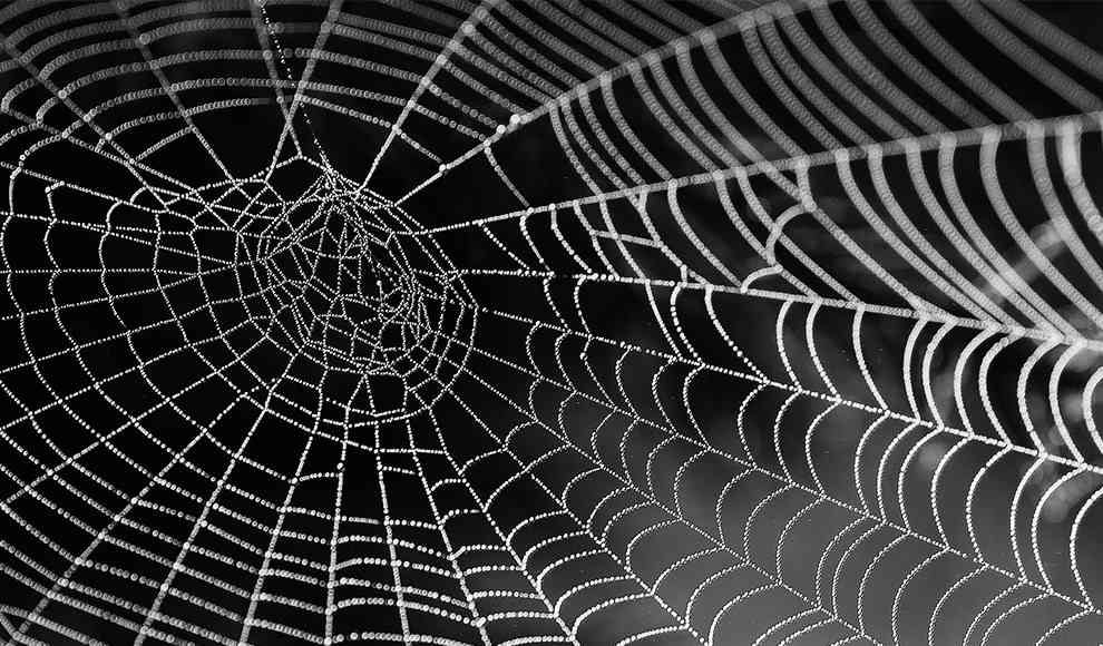 Können Spinnen aus dem Staubsauger rauskrabbeln?