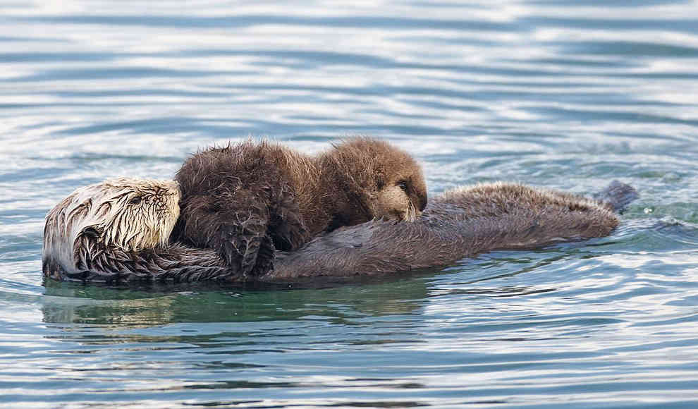 Otter 