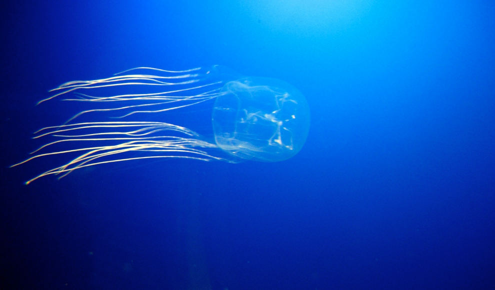 Die Seewespe (Chironex fleckeri) - Eines der giftigsten Tiere der Welt