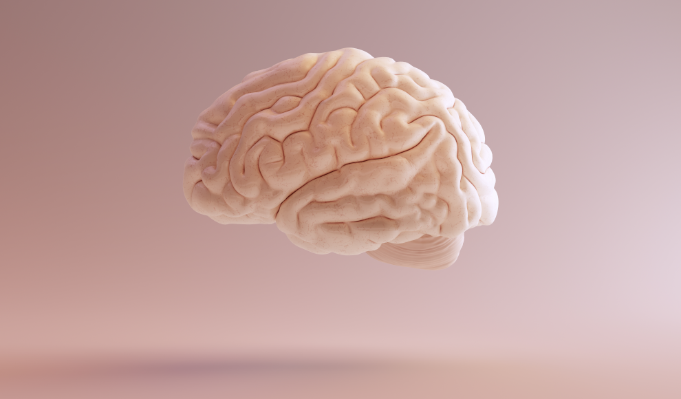 Das Gehirn, der "Sitz" des Intelligenzquotienten (IQ)