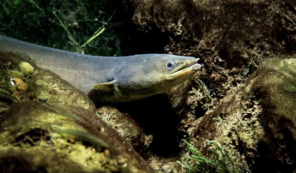 Alle Europäische Aale schwimmen zum Laichen in das Bermudadreieck