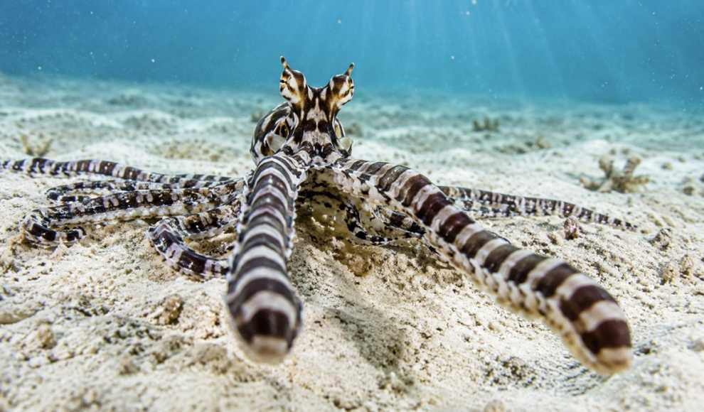 Mimik-Oktopus