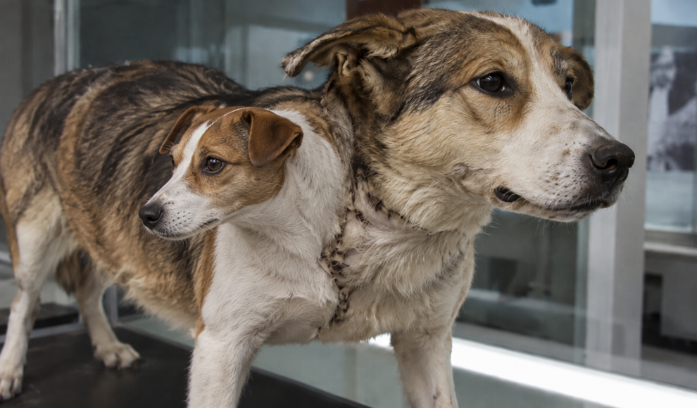 Wladimir Demichow führte Kopftransplantationen an Hunden durch