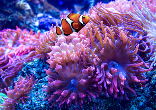 Seeanemonen – Die Blumen des Meeres