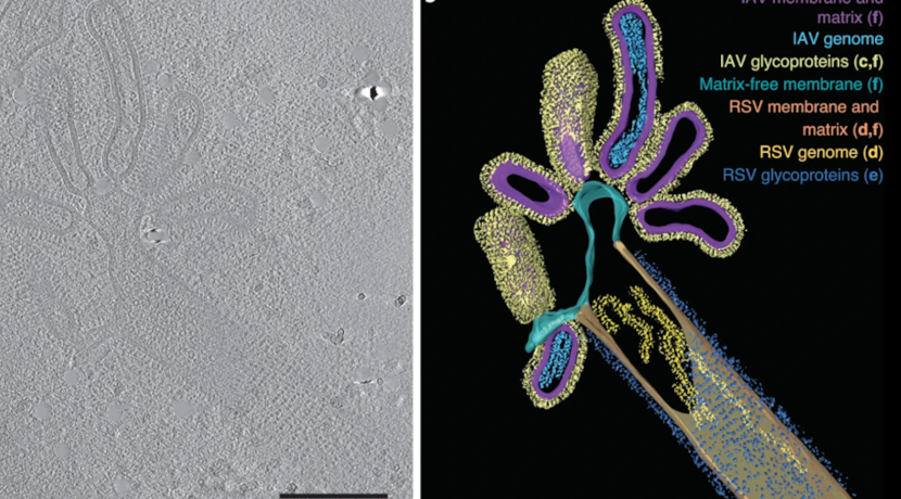 El descubrimiento del primer virus híbrido de influenza A/RSV