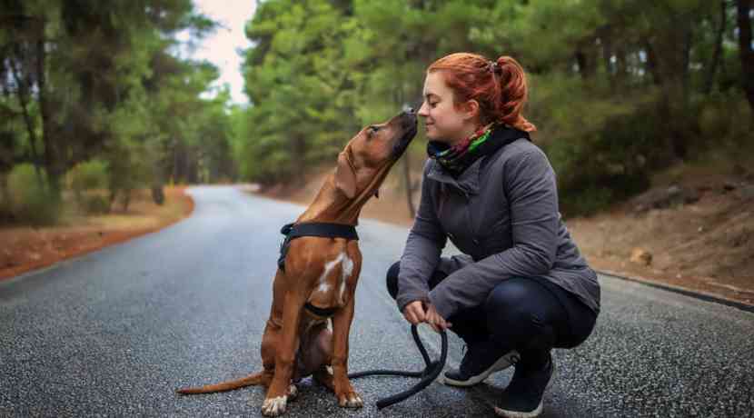 Parasit-re-Zoonose-Wenn-der-Hund-den-Menschen-infiziert