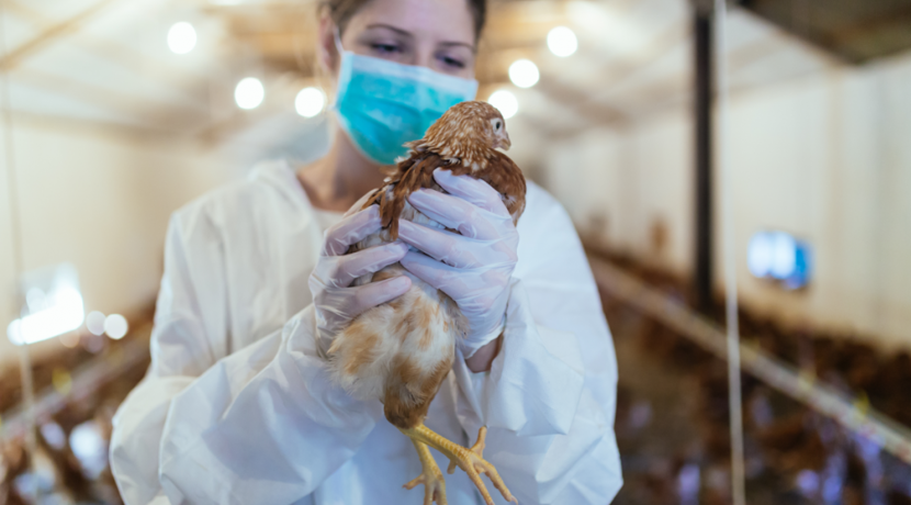 RKI-empfiehlt-aufgrund-der-Vogelgrippe-in-Deutschland-die-Grippeimpfung