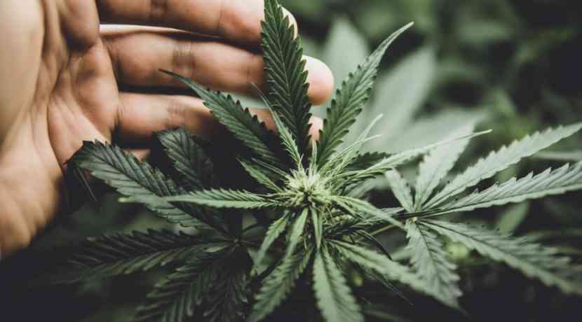 Die-wichtigsten-Cannabis-Studien-im-Fokus