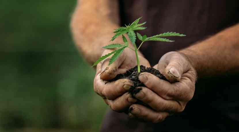 Neuromedizin-zeigt-wie-Pflanzenstoffe-Stress-Schlaf-positiv-beeinflussen