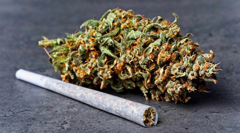 Cannabiskonsum-erh-ht-bei-lteren-Menschen-das-Gehirnvolumen