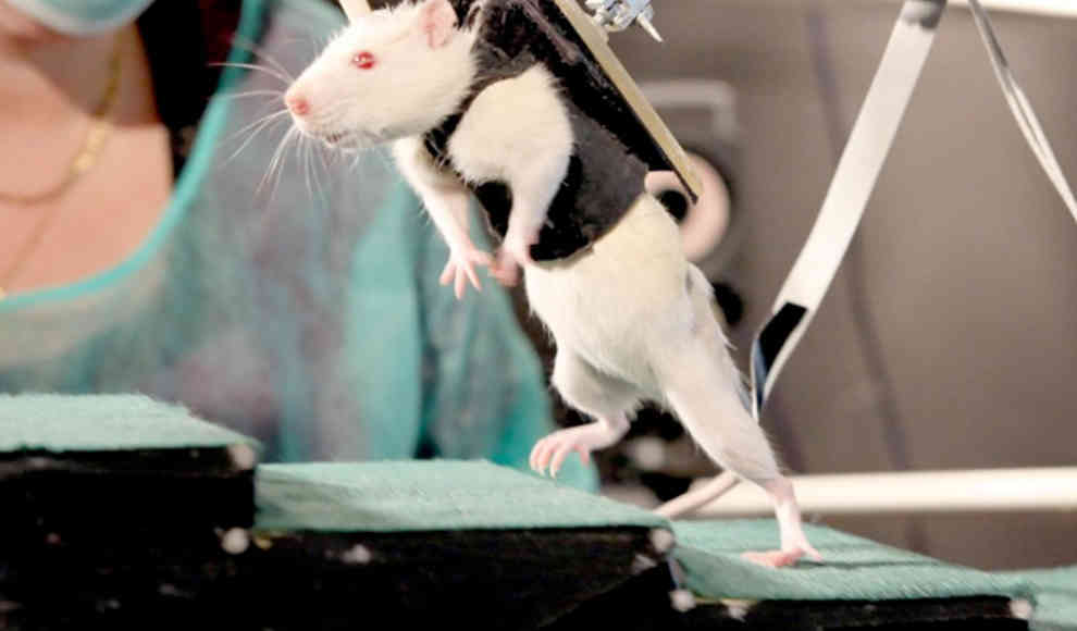 Ratten mit Querschnittslähmung können wieder laufen